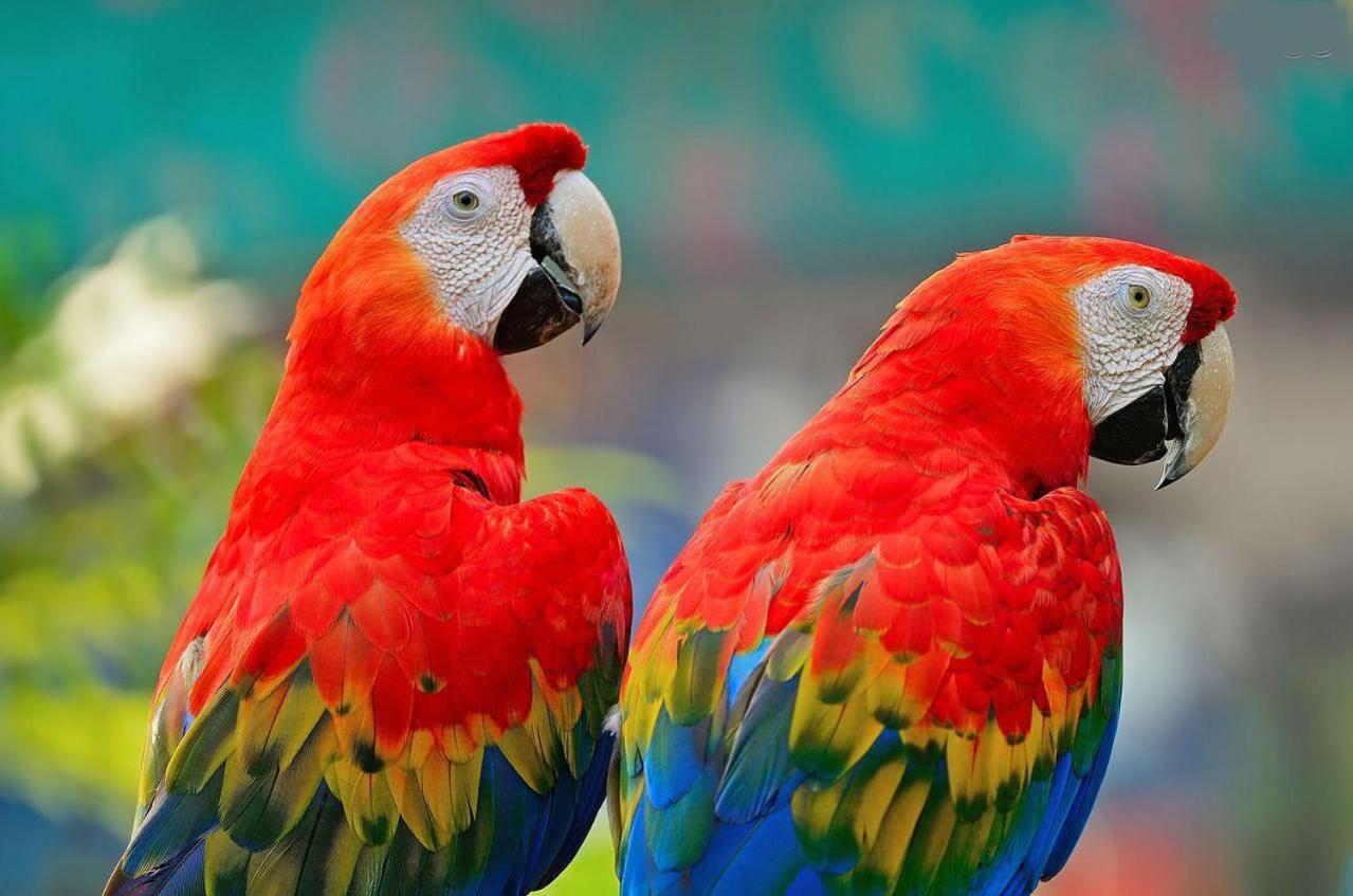 El Jardín de los Colibríes - Pereira, Risaralda Villa Exterior foto