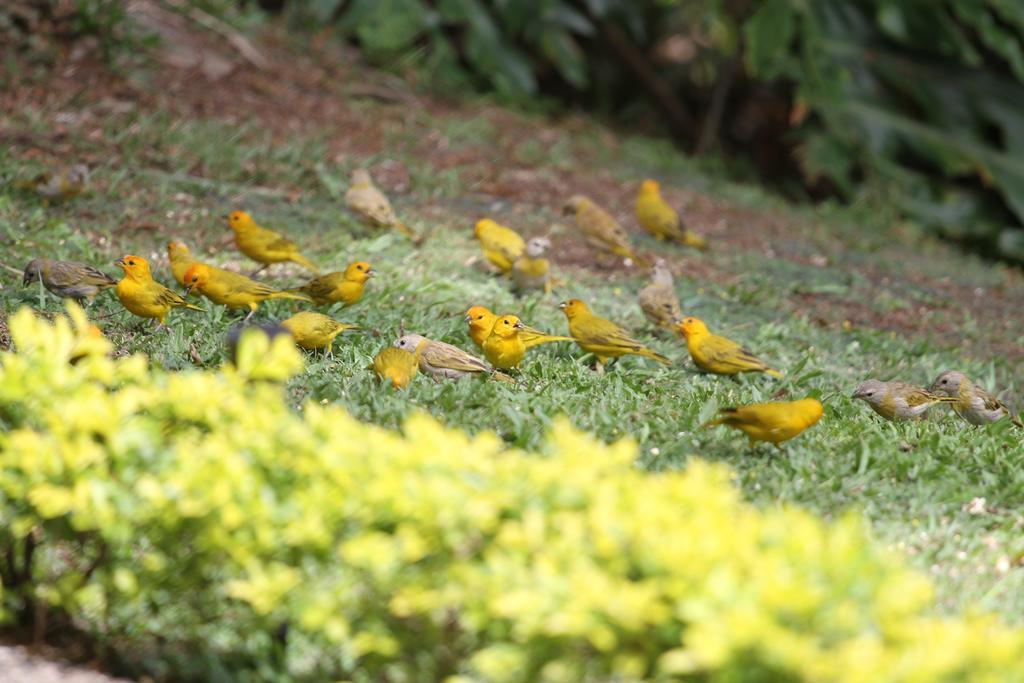 El Jardín de los Colibríes - Pereira, Risaralda Villa Exterior foto