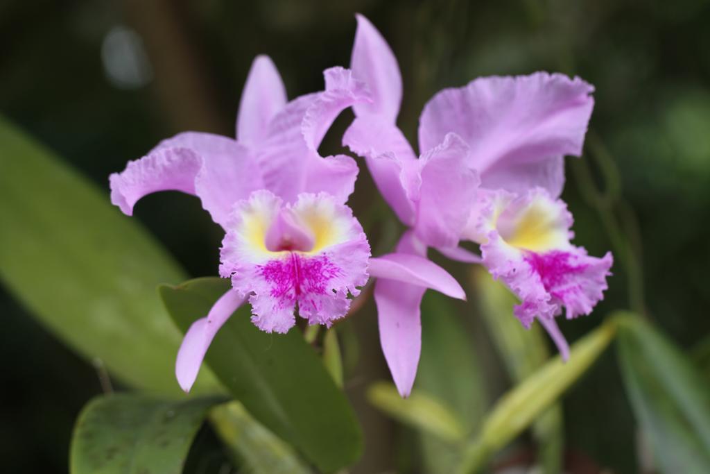 El Jardín de los Colibríes - Pereira, Risaralda Villa Exterior foto