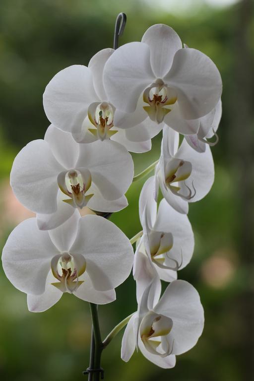 El Jardín de los Colibríes - Pereira, Risaralda Villa Exterior foto