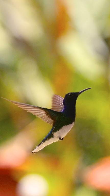 El Jardín de los Colibríes - Pereira, Risaralda Exterior foto