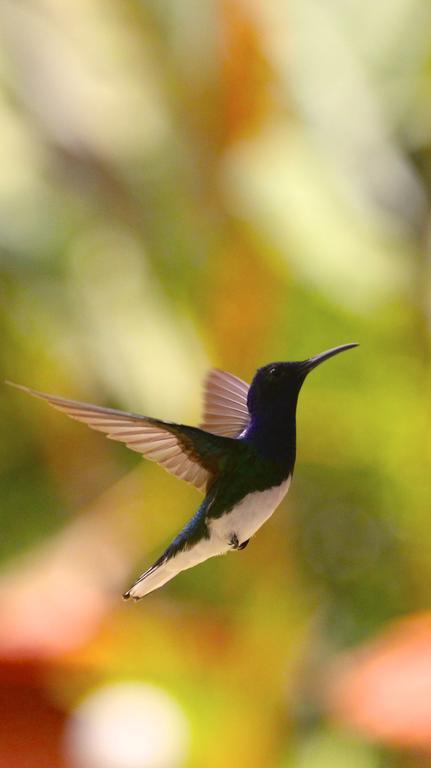 El Jardín de los Colibríes - Pereira, Risaralda Villa Exterior foto